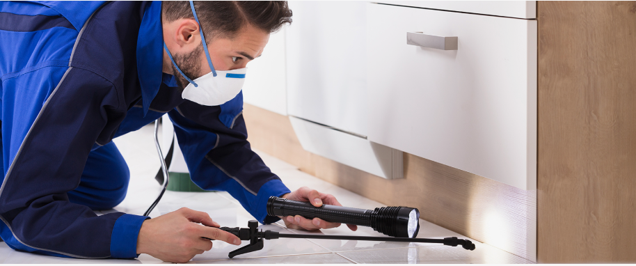 Henderson pest xpert removal